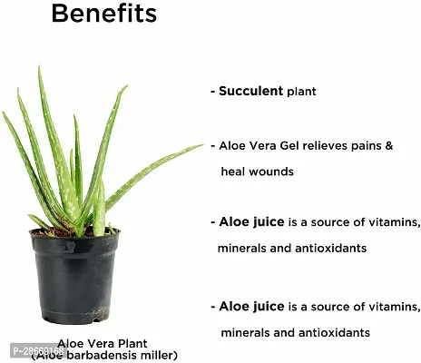 Platone Aloe Vera Plant Aloe Vera Plant-thumb3