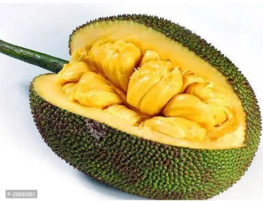 Platone Jack Fruit Plant 1 Healthy Rare Jackfruit Live PlantALL SEASONArtocarpus heterophyllus Tropical Fruit Bud Plant