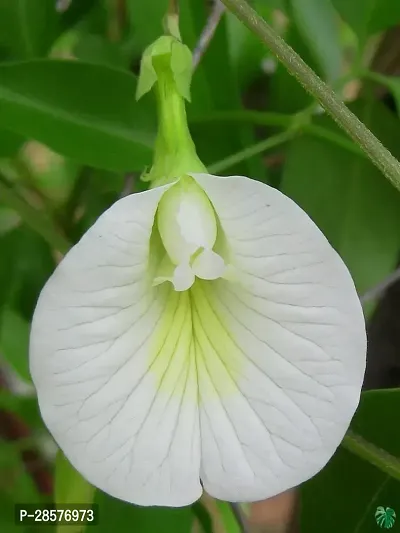 Platone Aparajita Butterfly Pea Plant Aparajita Butterfly Pea PlantBIJP 37-thumb0