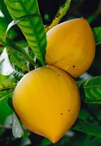 Platone Trothic IxoraChethi Plant Egg Fruit Plant-thumb1