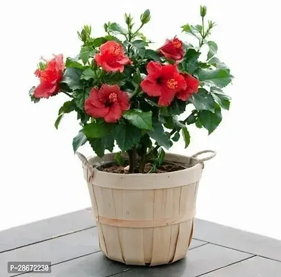 Platone Hibiscus Plant Live Dwarf Hibiscus Flower Plant (Red ) China Rose Life Plant.