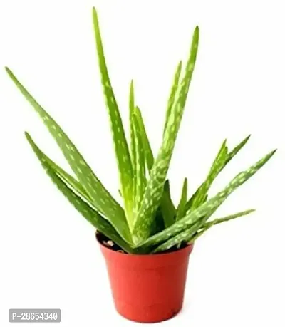 Platone Aloe Vera Plant GHJK224-thumb0