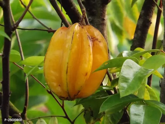 Platone Star Fruit Carambola Grafted Plant Sweet kamrangastar fruit graftedlive plant-thumb2