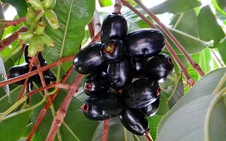 Platone Jamun Plant Jamun PlantKalo Jam-thumb1