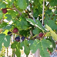 Platone Ajwain Plant Red Israel Khurtmani Variety Fig Anjeer Fruit (Air layeredGrafted) Live PlantsTree(1-1.5 Ft Size)-thumb2