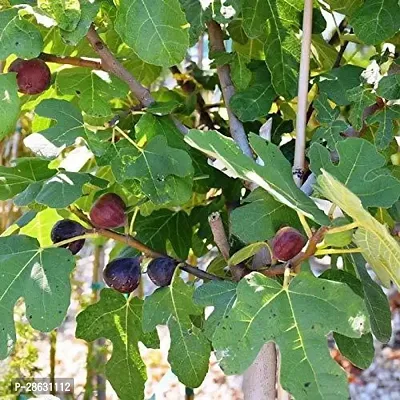 Platone Ajwain Plant Red Israel Khurtmani Variety Fig Anjeer Fruit (Air layeredGrafted) Live PlantsTree(1-1.5 Ft Size)-thumb3