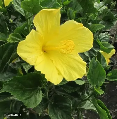 Platone Hibiscus Plant Hibiscus Yellow Plant CF70016