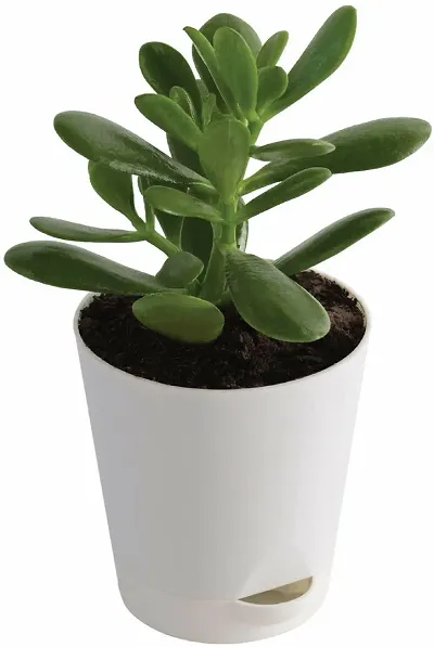 New Arrival Plant & Planters 