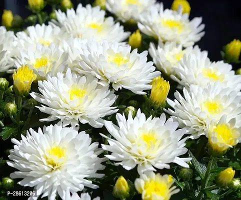 Platone Chrysanthemums Guldavari Plant CHANDRAMALLIKA 888