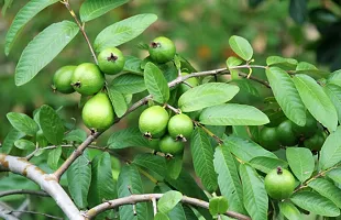 Platone Guava Plant GUAVAVA PLANT CCD-thumb2