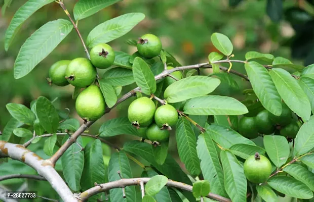 Platone Guava Plant GUAVAVA PLANT CCD-thumb3