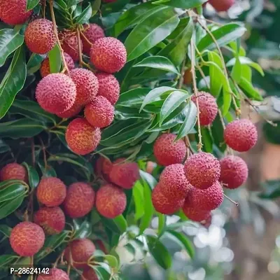 Platone Litchi Plant VGE-thumb0