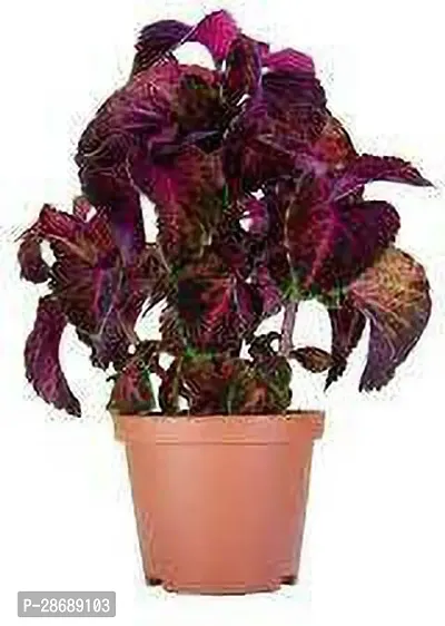 Platone Coleus Plant COLEUS PLANT