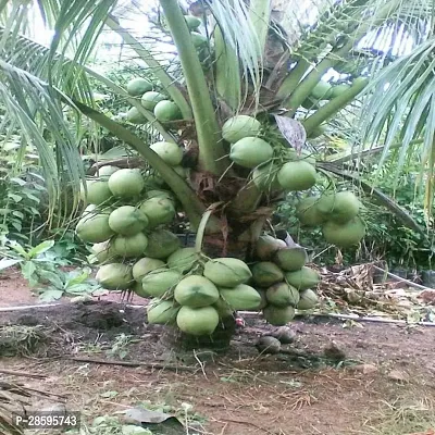 Platone Coconut Plant Dasheri Coconut Hybrid Plant For Outdoor Garden-thumb0