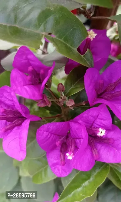 Platone Baugainvillea Plant Baugainvillea Plant Disha-000228-thumb0