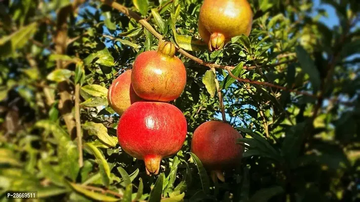 Platone Pomegranate Plant pomegranate plant 70171-thumb0