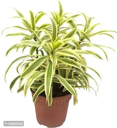 Platone Dracaena Plant song of india home garden plant-08