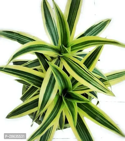 Platone Dracaena Plant TIGdrac84-thumb0