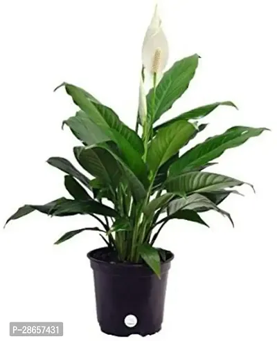 Platone Peace Lily Plant Peace Lily Plant Garden Home Decor Indoor and Outdoor plant