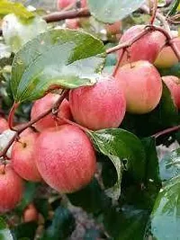 Platone Ber Apple Plant red apple kul plant-thumb1