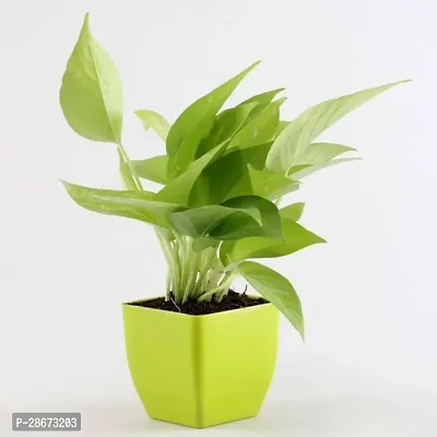 Platone Money Plant Money Plant-2-thumb0