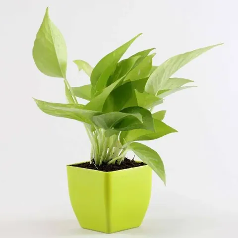 Best Selling Plant & Planters 