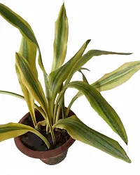 Platone Dracaena Plant Sansevieria yellowstone snake pant-thumb1