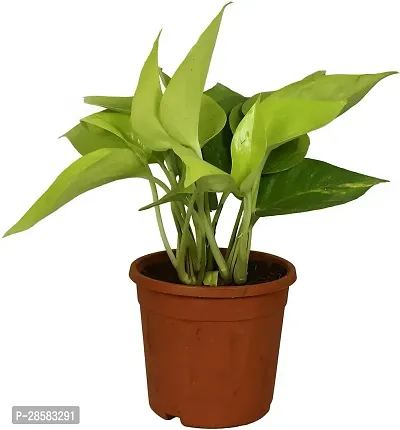 Platone Golden Money Plant Golden Money Plant