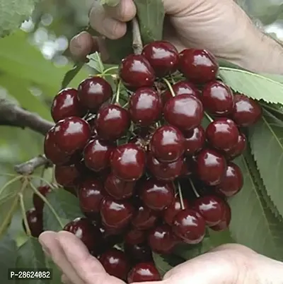 Platone Cherry Fruit Plant Cherry plant-3-thumb2