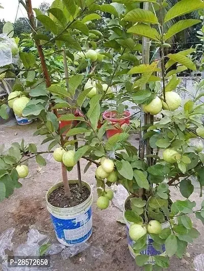 Platone Guava Plant Guava plant-thumb0