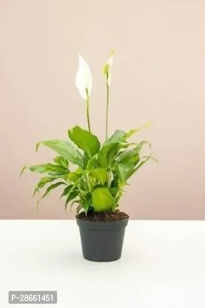 Platone Peace Lily Plant Peace Lily Flower Plant