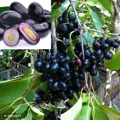 Platone Jamun Plant Hybrid Thai Variety Black Jamun Fruit Plant, Size 1- 1.5 Feet, Sweet Kalo Jam plant