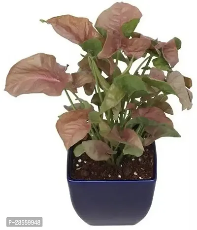 Platone Syngonium Plant 144