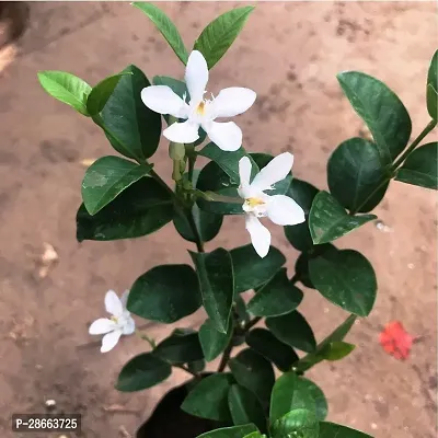 Platone Jasmine Plant Bhutan Tagar flowersSri Lankan TagarBhutan Mallika flower plant