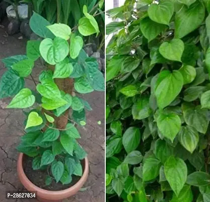 Platone Betel Leaf Plant green betel plant-thumb0