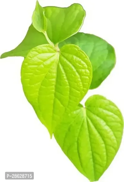 Platone Betel Leaf Plant Paan_P51-thumb0