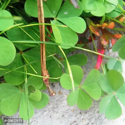 Platone Oxalis OXALIS PLANT