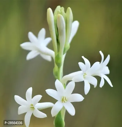 Platone TuberoseRajnigandha Plant maxicon tuberose plant-thumb0