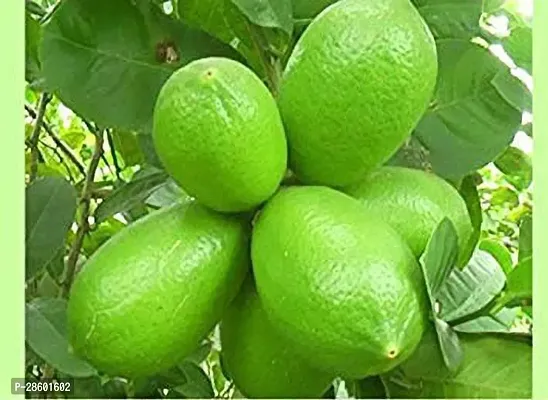 Platone Lemon Plant Saraswati Gardens Nimboo Kagji Lemon Bangladesh Variety1 Healthy Live Plant With Plastic Bag