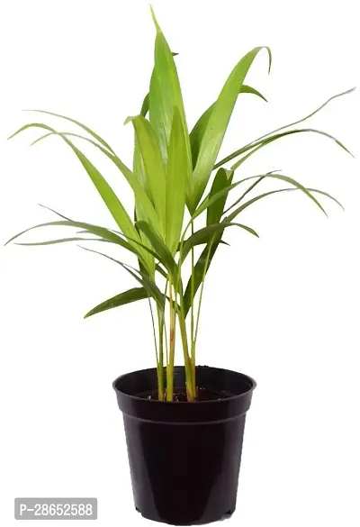 Platone Areca Plam Areca Palm Plant With Pot