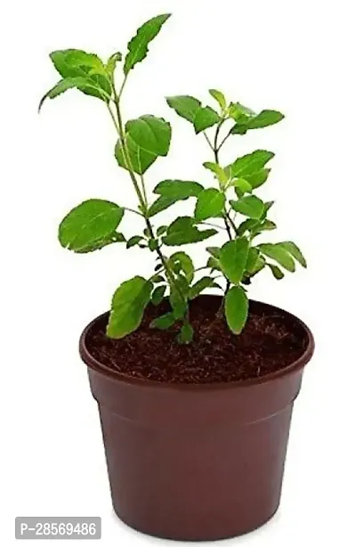 Platone Tulsi Plant Tulsi_01-thumb0