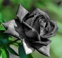 Platone Rose Plant Black rose plant-thumb1