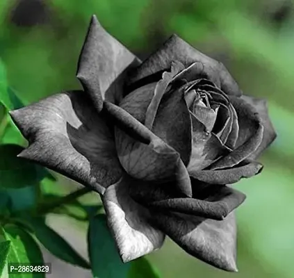 Platone Rose Plant Black rose plant-thumb2