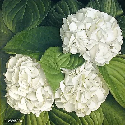 Platone Hydrangea Plant JKU39