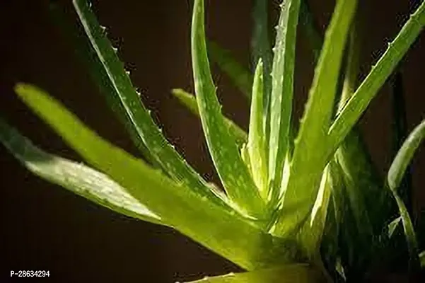 Platone Aloe Vera Plant Aloe Vera Plant 088-thumb0