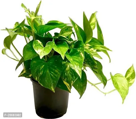 Platone Money Plant Money Plant-51