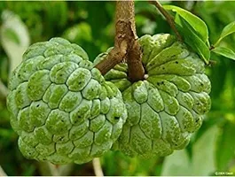 Platone Custard Apple Plant Custard Apple-thumb2