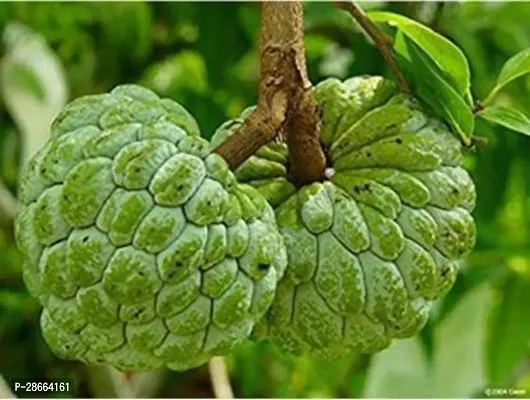 Platone Custard Apple Plant Custard Apple-thumb3