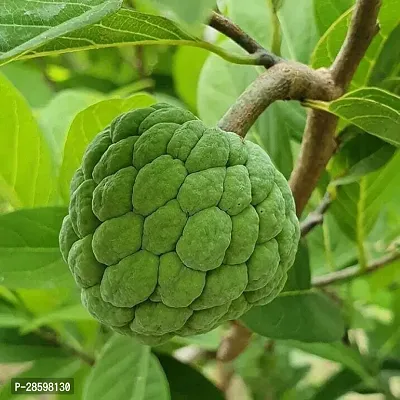 Platone Custard Apple Plant Custard Apple Live Plant Disha-30903511-thumb0