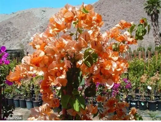 Platone Bougainvillea Plant RH233-thumb0